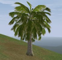 Medis palmė
